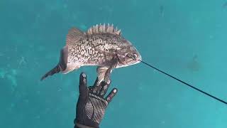 Spearfishing Norcal for Rockfish, Cabezon, Lingcod (Feb-March