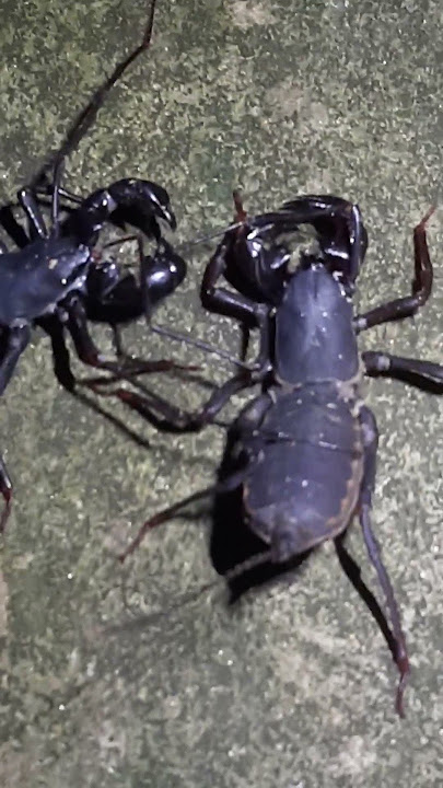 meyala tama barussa  kiyanne ☠️☠️☠️☠️☠️