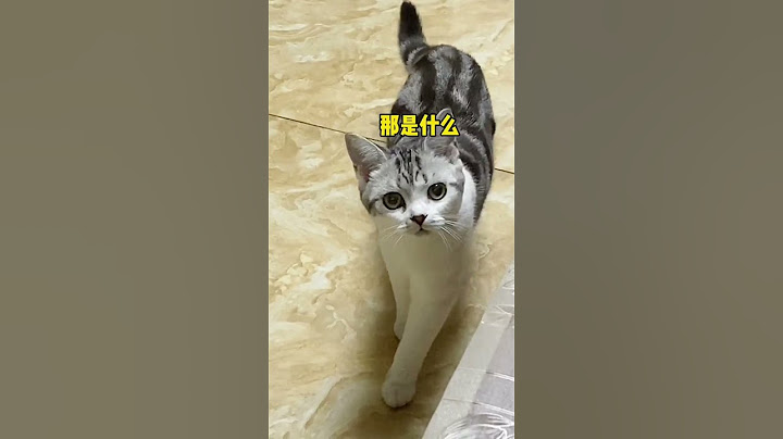 猫咪能看见人类看不见的东西吗？