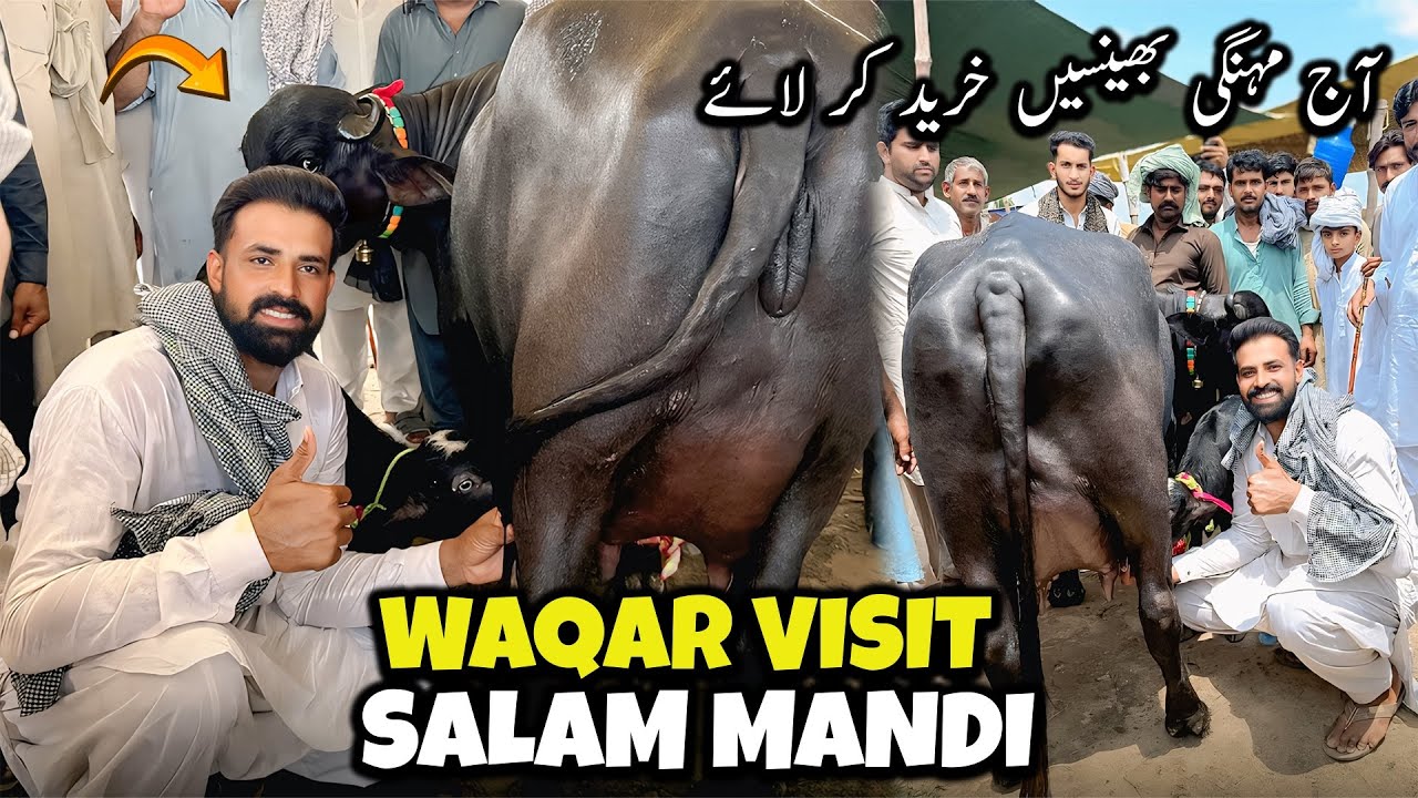 Today Waqar Bhinder Visit Salam Mandi 🐃 | آج سب سے اچھی اور مہنگی بھینسیں خرید کر لائے