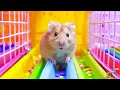 Hamster defies all odds in its journey to freedom  diy hamster maze