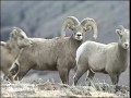 Introduction to the Sheep Eaters - Mountain Shoshone or "Tukadeka”
