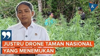 Temuan Ladang Ganja di Bromo, Menhut:  Drone Taman Nasional yang Menemukan