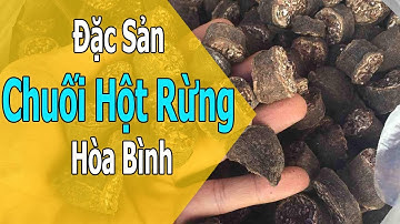 Đặc Sản Chuối Hột Rừng - Tác Dụng Cách Ngâm Rượu Chuối Hột Rừng Chuẩn Nhất 0976.836.586