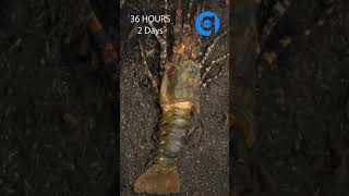 #Short - Lobster Time Lapse