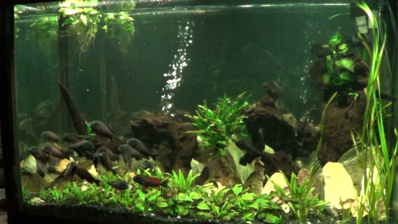 tropheus red rainbow Tropheus fry in adult tank