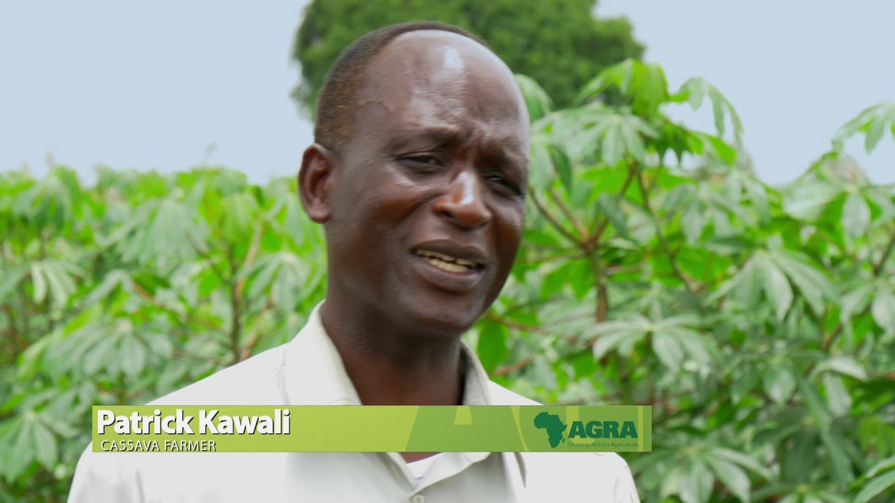 SSTP Case study: Scaling up access to improved cassava varieties in Malawi