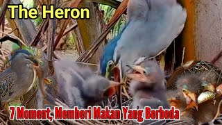 7 MOMEN BURUNG CANGAK ABU MEMBERI MAKAN ANAKNYA DARI KECIL HINGGA DEWASA