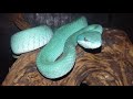 SEXING VISUAL TRIMERESURUS INSULARIS DAN TRIMERESURUS ALBOLABRIS