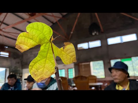 綠色旅遊導覽解說人員培訓～平溪菁桐古道～
