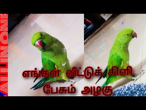 எங்கள் வீட்டுக் கிளி பேசும் அழகு #parrottalking #birdsvideos ALL IN ONE BY #ACCHUMA