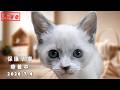 【2026.7.5-朝】回復中の保護子猫「のあ」ご飯・ミルク・遊びの時間｜Rescued Kitten Noa