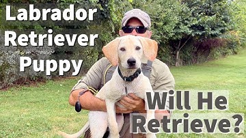 Will This Labrador Puppy Retrieve?