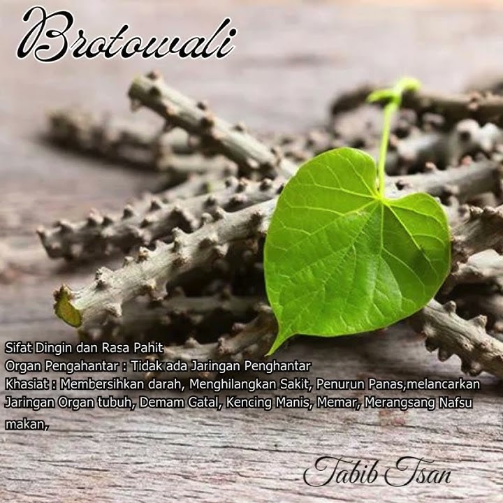 Khasiat dan manfaat Brotowali #brotowali #tabibtsan #herbal #videoshort #viralvideo
