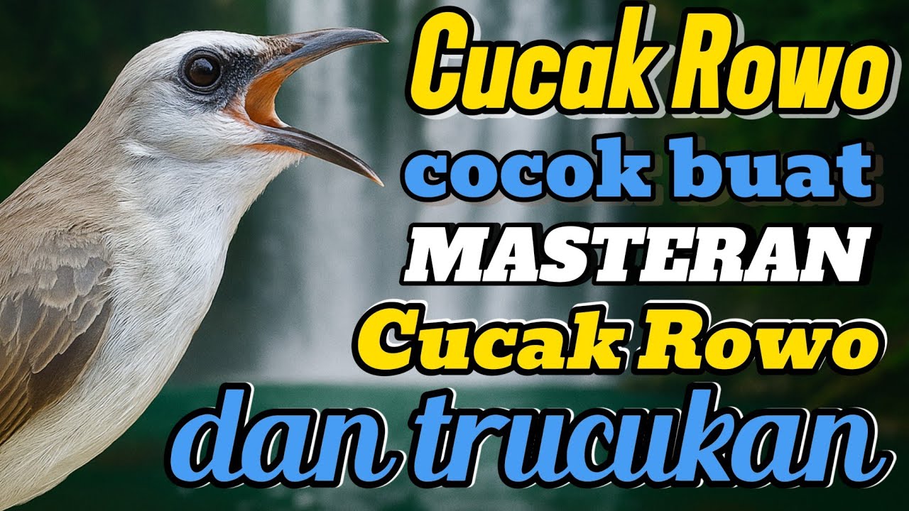 Trucuk langka ropelan cucak rowo, cocok buat masteran cucak rowo dan trucuk