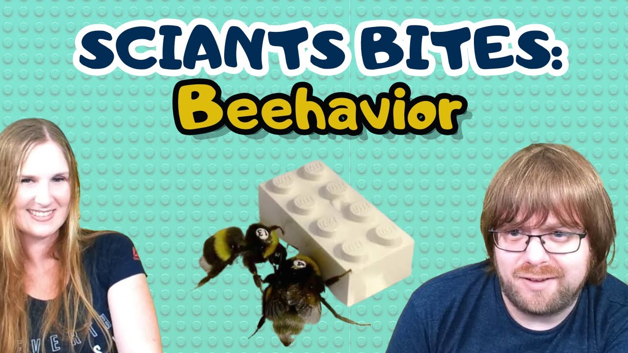 Learning Together with Lego and Bees! | SciAnts Bites - YouTube