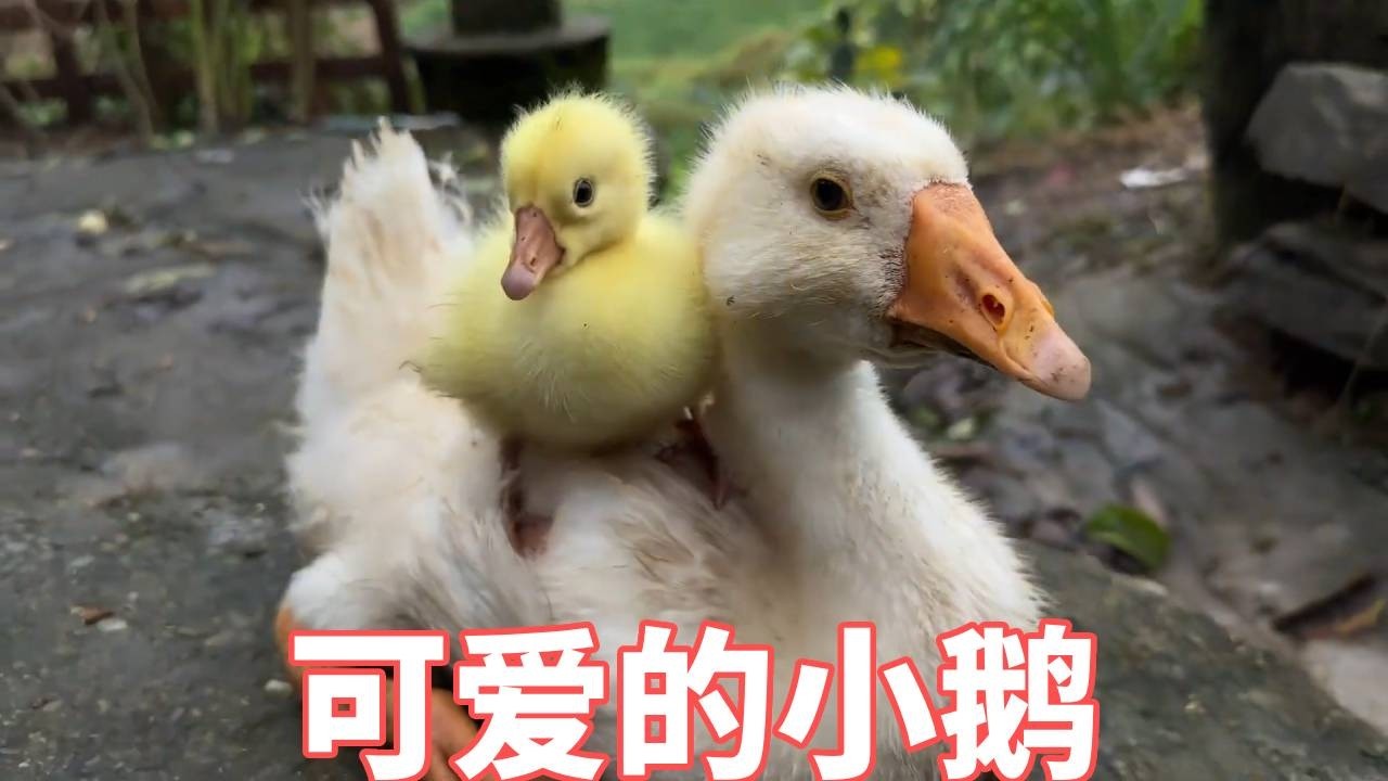 我好像很招小动物喜欢，给大鹅作伴儿带回来的小鹅一直在追着我跑！【蒙面鸟哥】