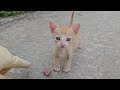 可愛いすぎる子猫 PART 12 || 子猫 1989