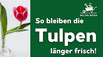 Wie oft soll man Tulpen frisches Wasser geben?