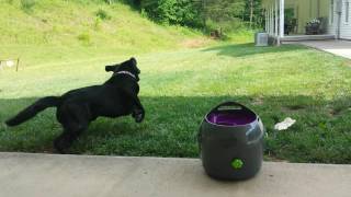 Dog chasing ball Petsafe ball launcher