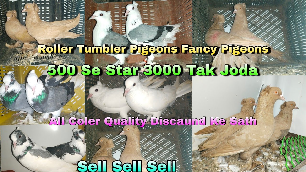 Roller Tumbler Pigeons Fancy Pigeons||High flayer Joda Sell 500 Star Selling||