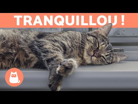 Vidéo: Comment calmer un chat dans la passion : 11 étapes (avec photos)