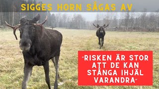 Därför sågas hornen av