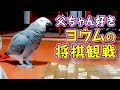 大型インコのヨウムの将棋観戦