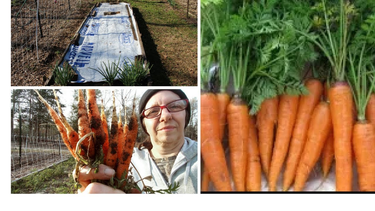 Carrots Tips on Planting YouTube