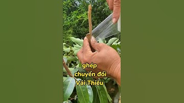 Ghép cải tạo sang Vải thiều ngon #ghepcay #trongcay #kythuatcaytrong #vaithieulucngan #chiase #vai