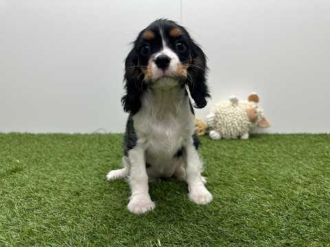 Video van Cavalier King Charles Spaniel Femelle Tricolor - PUP-ID 032465119 | Dierenhof Debrabandere