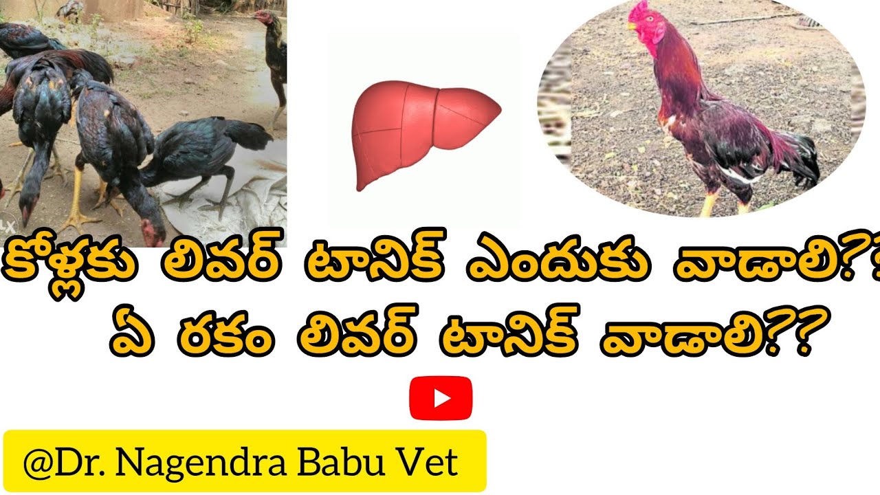 కోళ్లకు లివర్ టానిక్ ఎందుకు వాడాలి??/ uses of Liver tonic in poultry #livertonicinpoultry