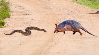 Rattlesnake Attacks Armadillo Look What Happened