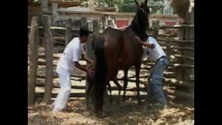 LA DOMA DEL CABALLO PERUANO DE PASO.avi
