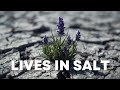 Saltwater Kills Most Plants… But Not This One