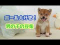 【豆柴】子犬　4/4　男の子♂B　摂州宝山荘　mameshiba dog Puppy （mame shiba inu)