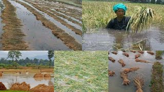 Rice field drowned heavy rainfall  लगातारको झरीले अन्न नष्ट | Dhan bari nasta Newsnepal #nepal