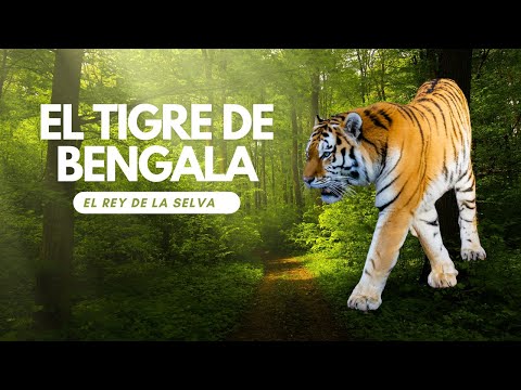 Tigre de Bengala:
