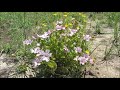 Хатьма поздняя!  Lavatera trimestris .Кирьят-Ям.Израиль.Kiryat-Yam.Israel.