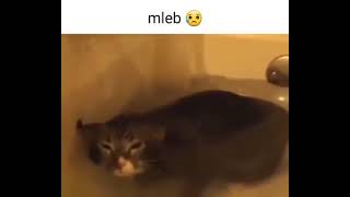 mleb sad cat meme