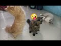 Funny cats  other cute animals funniest animals 2023  cats vn