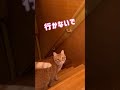 大きくなったけど、ひーちゃんの言う事ちゃんと聞いてます#仲良し #こたつ#ひーちゃん #shorts