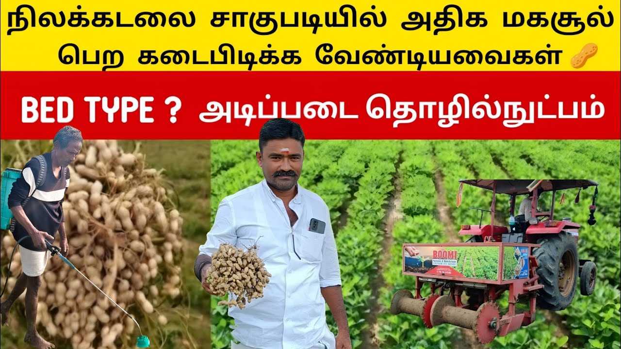 நிலக்கடலை சாகுபடி முறை 🔥| A to Z தொழில்நுட்பங்கள் | Groundnut Cultivation | Bed type | Tamil 