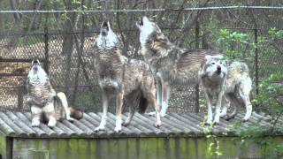 Pack Of Wolves Howling