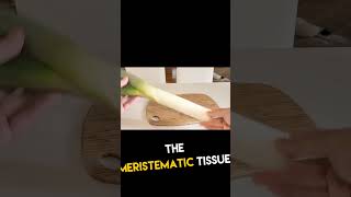 Regrow Leeks from Scraps — No Soil, No Grow Light! #howto