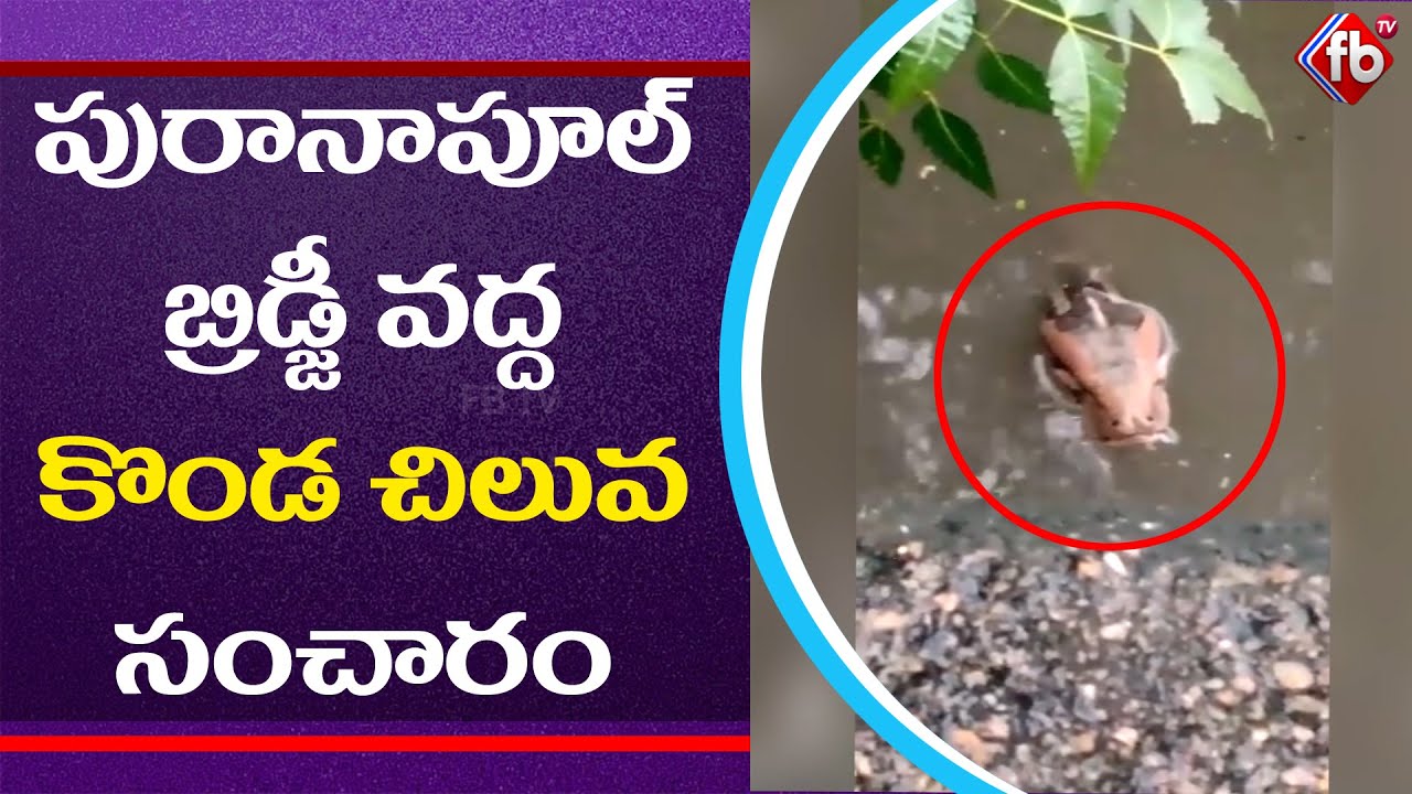 Python Snake in Hyderabad Floods At Purana Pul Bridge Heavy Rain