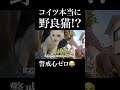 この変な野良猫は何？警戒心ゼロの面白い野良猫が現れました😂　 #面白い猫 #野良猫 #猫のいる暮らし