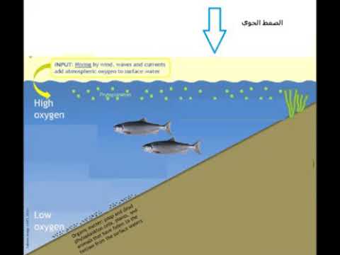 فيديو: ما هو الطقس الأفضل لصيد السمك