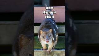 Descubre al cazador más misterioso de Australia - Parte 3