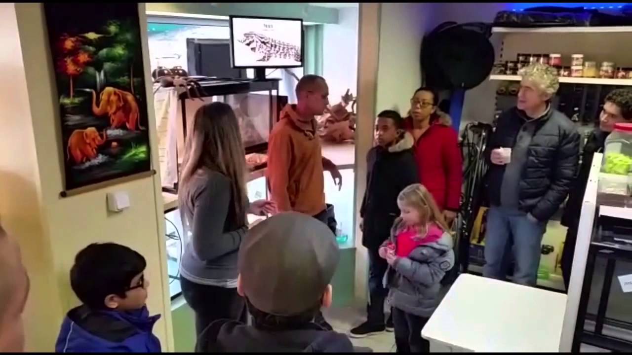 caiman lizard pet Teju lezing @ animal attraction 28dec. 2014